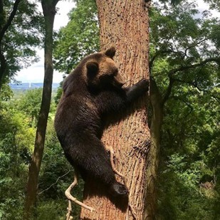 The Bears