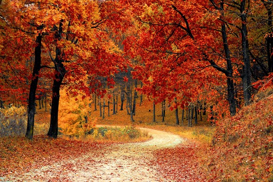 Nature Red Forest Leaves 33109