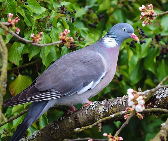 Pigeon Mess On Deck